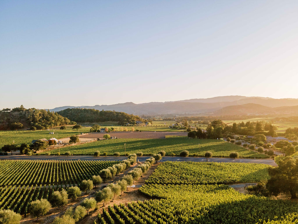 Cliff Lede Vineyards