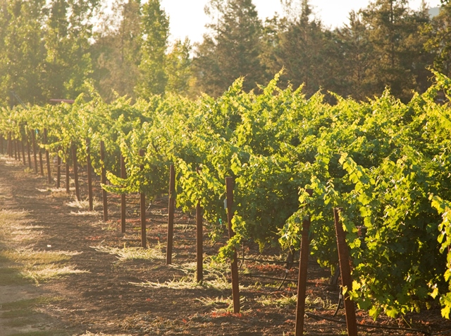 Envy Wines