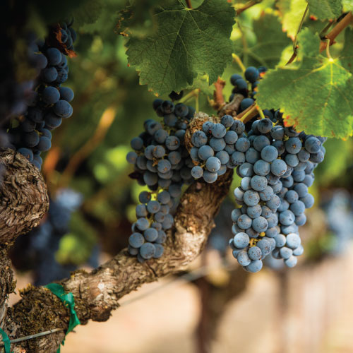 Flora Springs Winery