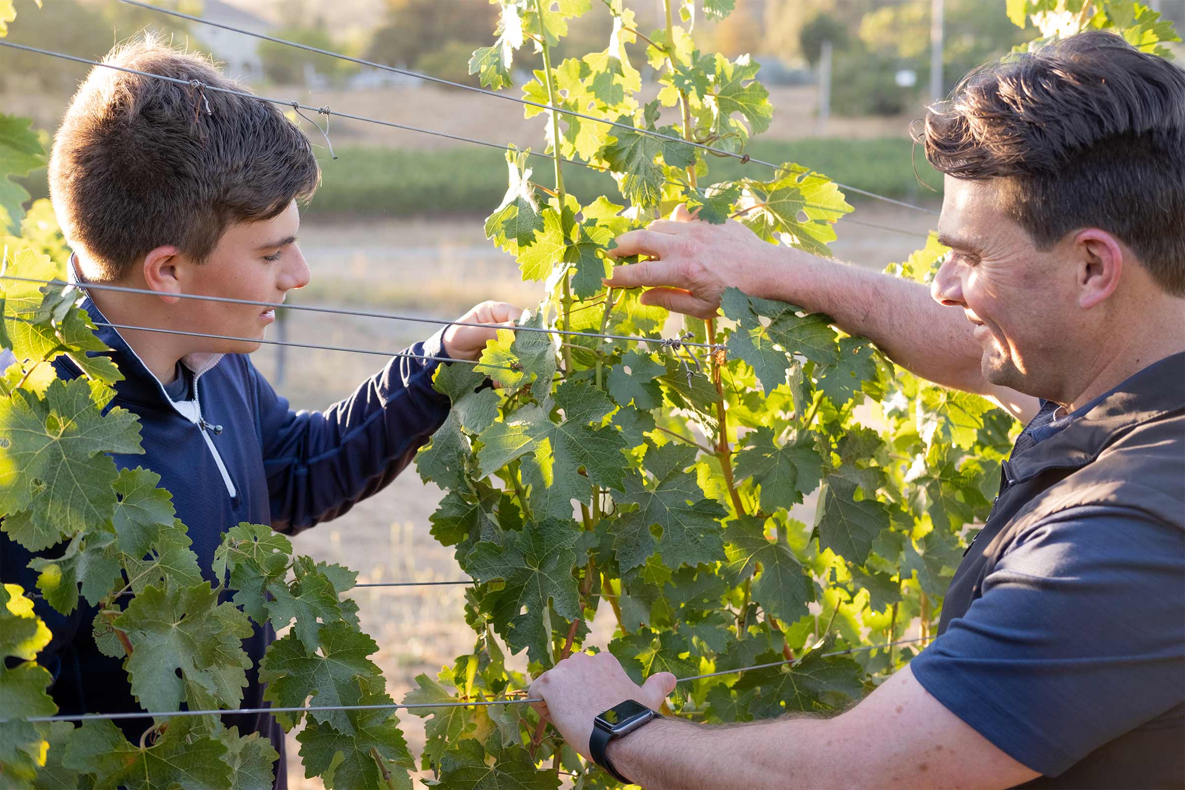 Fontanella Family Winery