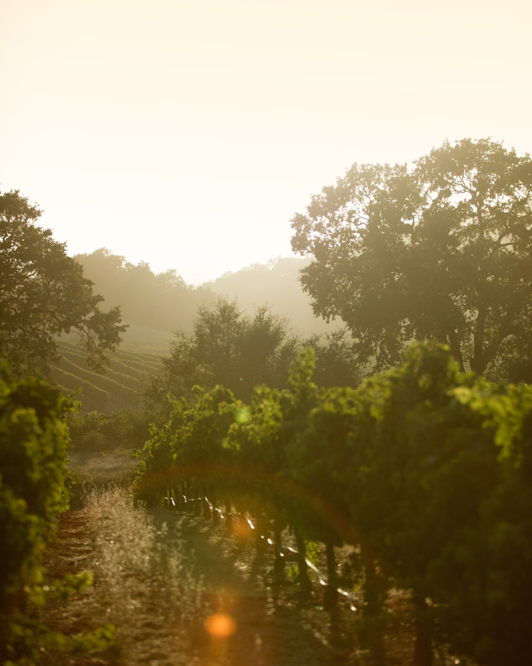 J Vineyards & Winery